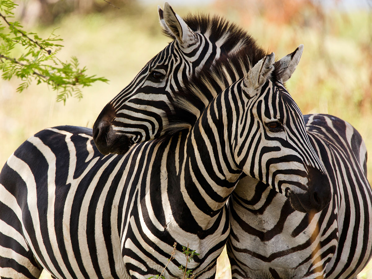 Find Your Dazzle: The Power of Peers at&nbsp;Work